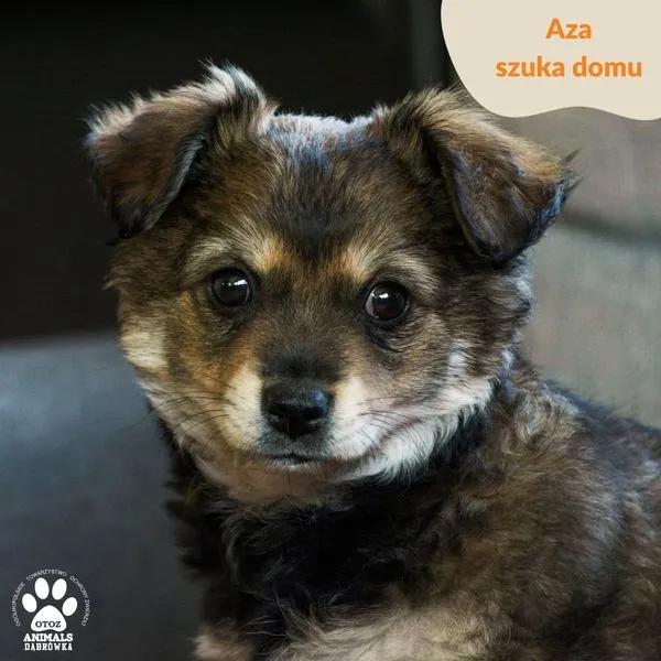 Pies do adopcji, Dąbrówka, 3 maja 2024 (1/5)