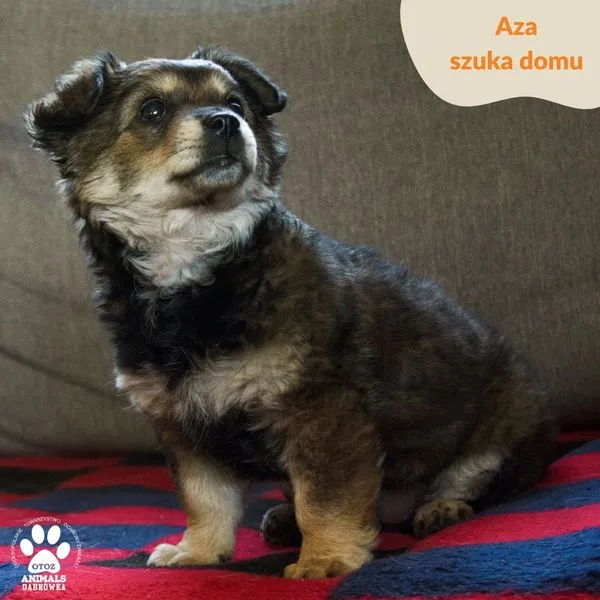 Pies do adopcji, Dąbrówka, 3 maja 2024 (4/5)