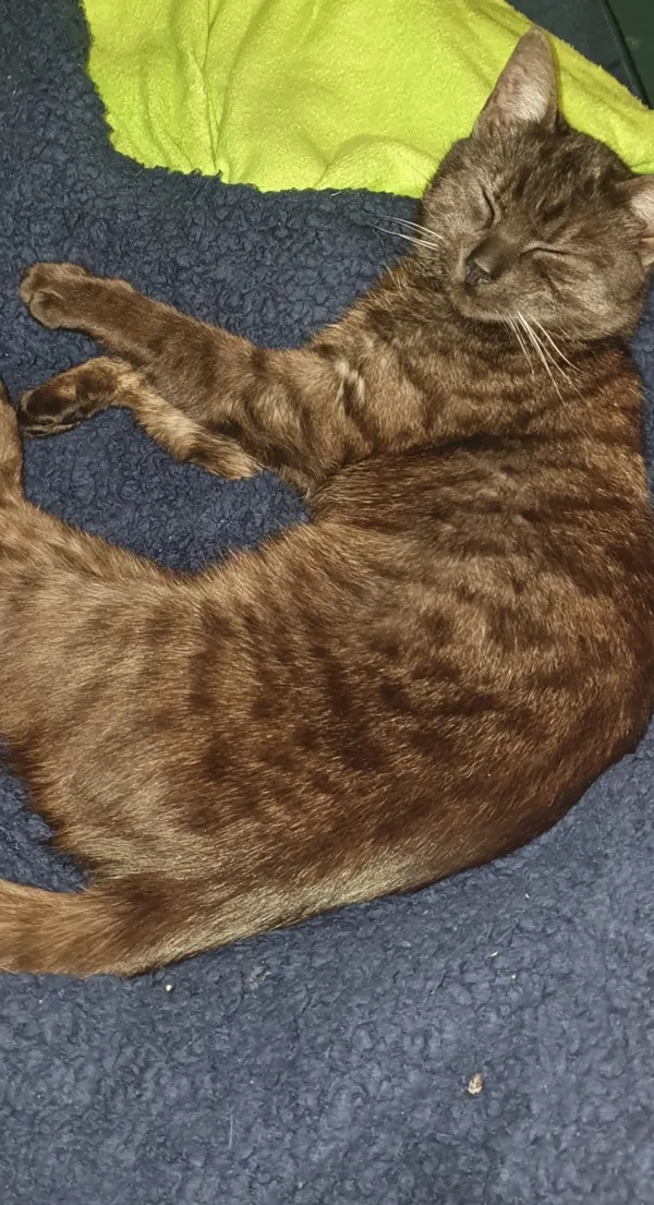 Zaginął kot, Łódź, 3 maja 2024