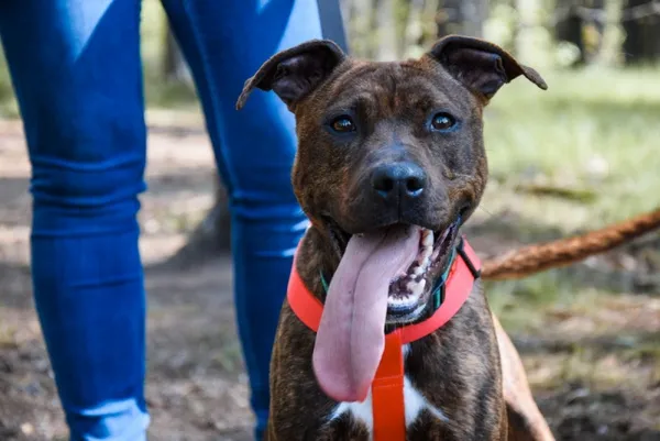 Pies do adopcji, Piła, 13 października 2023 (1/3)