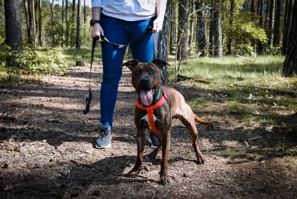 Pies do adopcji, Piła, 13 października 2023 (2/3)