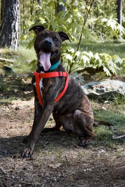 Pies do adopcji, Piła, 13 października 2023 (3/3)