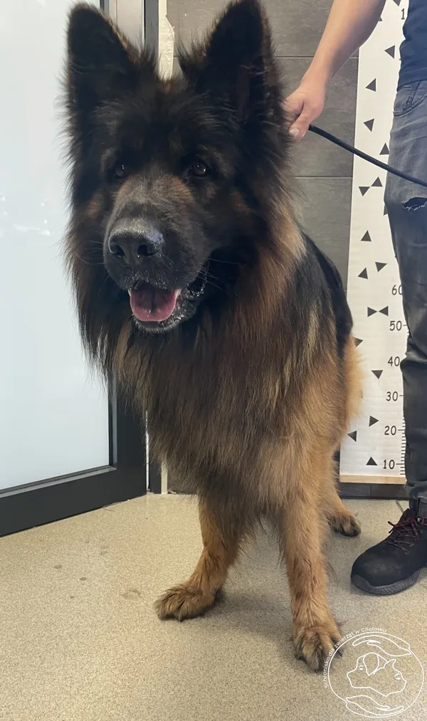 Znaleziono psa, Chełmek, 4 maja 2024