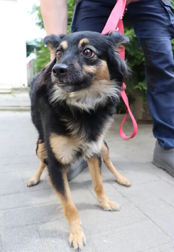 Znaleziono psa, Łódź, 4 maja 2024 (1/4)