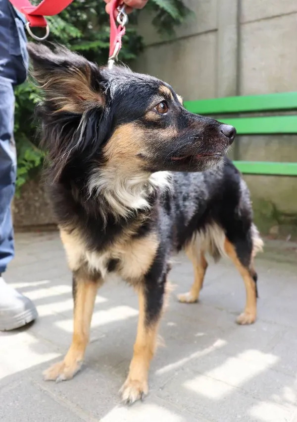 Znaleziono psa, Łódź, 4 maja 2024 (3/4)