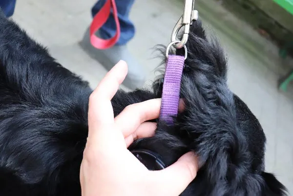 Znaleziono psa, Łódź, 4 maja 2024 (4/4)