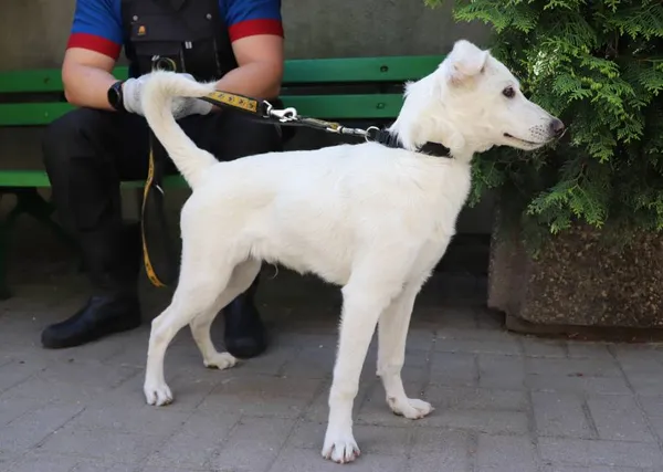 Znaleziono psa, Łódź, 3 maja 2024 (2/2)