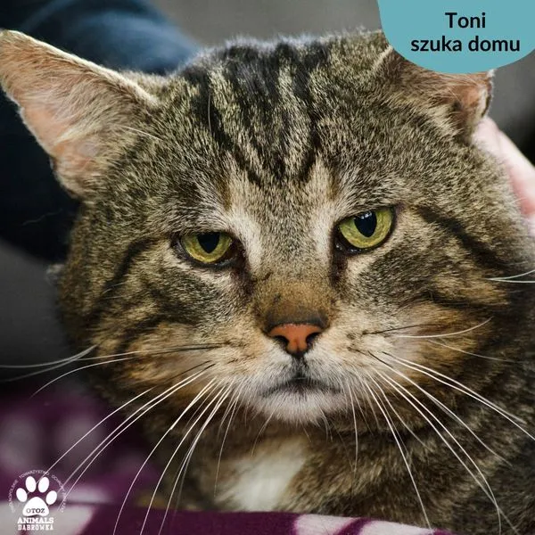 Pies do adopcji, Dąbrówka, 4 maja 2024 (1/5)