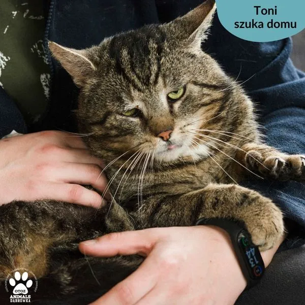 Pies do adopcji, Dąbrówka, 4 maja 2024 (2/5)