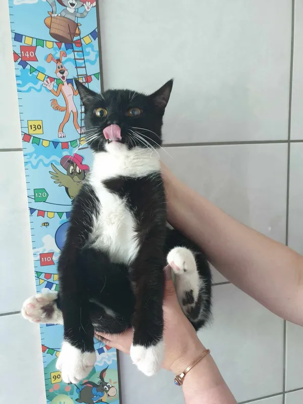 Kot do adopcji, Kielce, 4 maja 2024