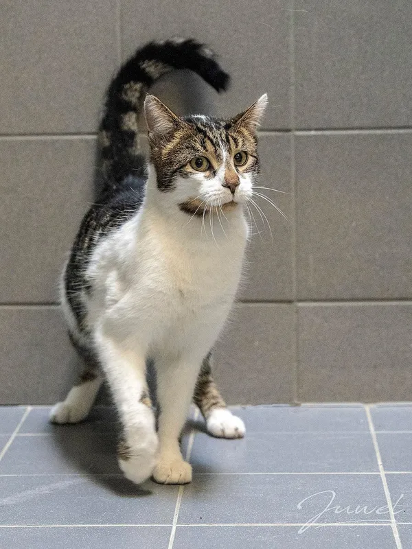 Kot do adopcji, Sopot, 4 maja 2024 (5/5)