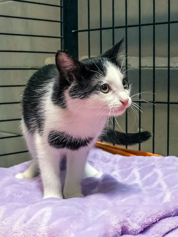 Kot do adopcji, Sopot, 4 maja 2024 (2/4)