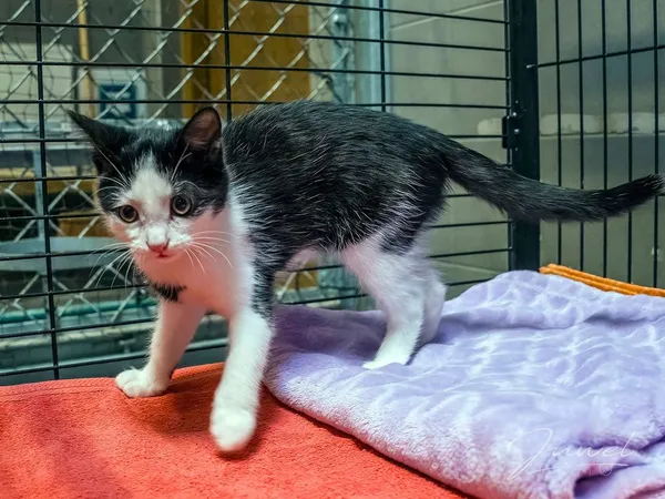 Kot do adopcji, Sopot, 4 maja 2024 (4/4)