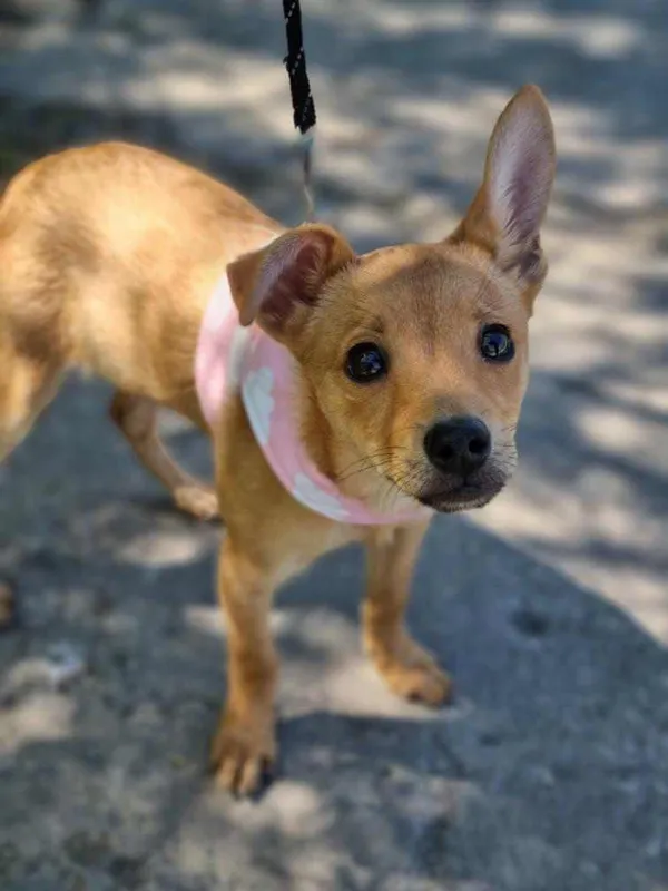 Pies do adopcji, Żywiec, 5 maja 2024 (1/5)