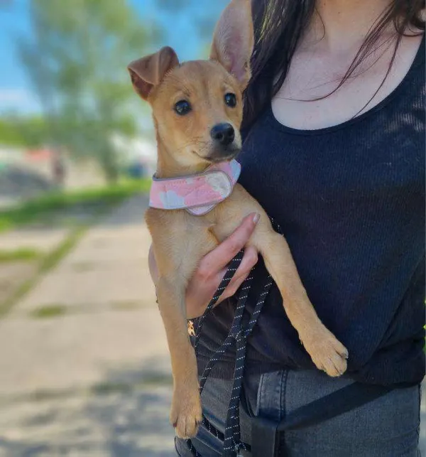 Pies do adopcji, Żywiec, 5 maja 2024 (2/5)