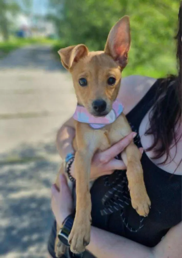 Pies do adopcji, Żywiec, 5 maja 2024 (5/5)