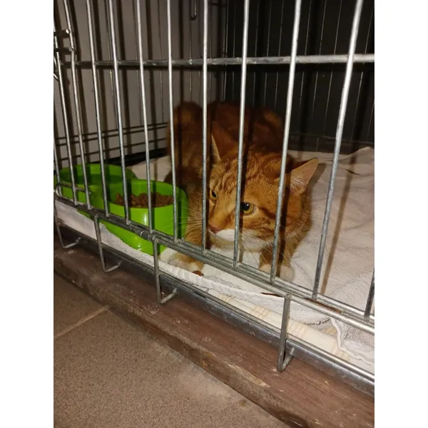 Znaleziono kota, Białystok, 3 maja 2024