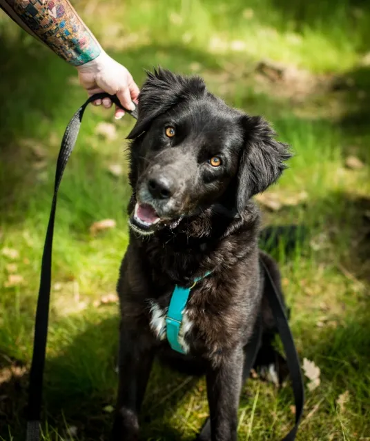 Pies do adopcji, Piła, 5 grudnia 2023 (1/5)