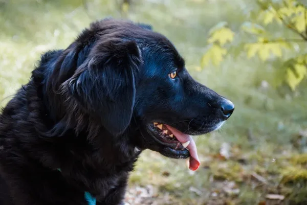 Pies do adopcji, Piła, 5 grudnia 2023 (4/5)