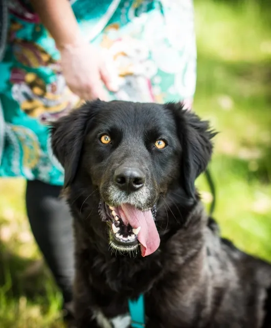 Pies do adopcji, Piła, 5 grudnia 2023 (5/5)