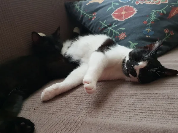 Zaginął kot, Łódź, 4 maja 2024