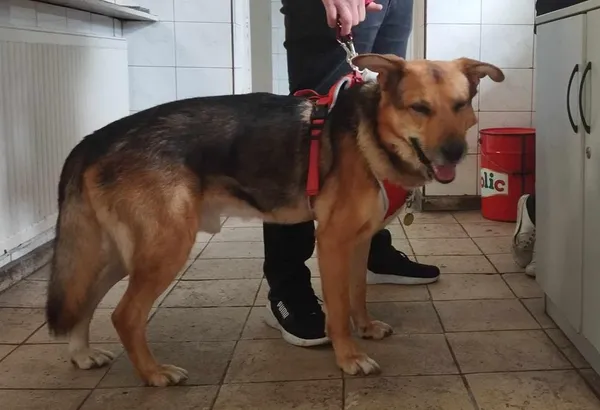 Znaleziono psa, Toruń, 25 kwietnia 2024