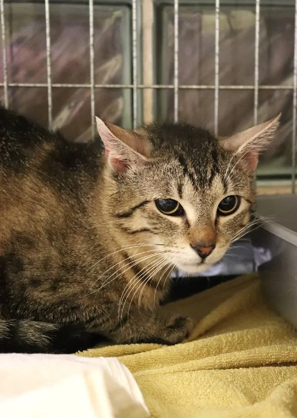 Znaleziono kota, Łódź, 5 maja 2024 (1/2)