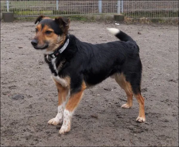 Znaleziono psa, Grudziądz, 1 grudnia 2023