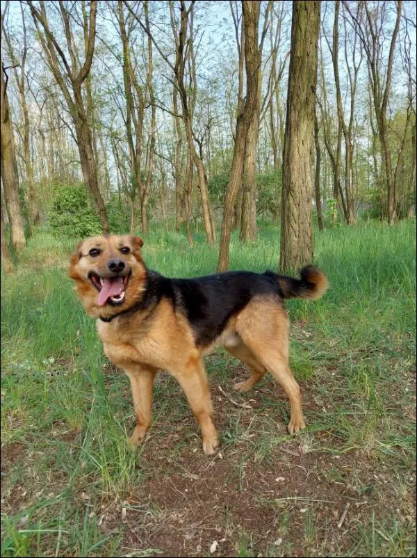 Znaleziono psa, Grudziądz, 30 września 2020