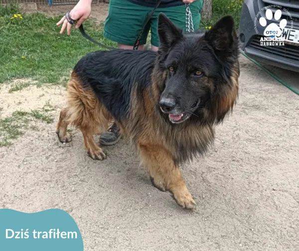 Znaleziono psa, Dąbrówka, 5 maja 2024 (2/2)