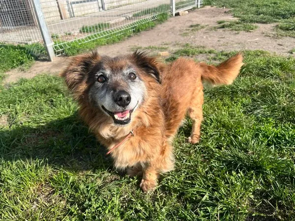 Pies do adopcji, Konin, 21 października 2023 (1/2)