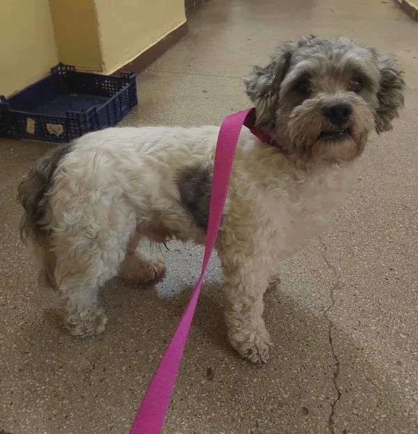 Znaleziono psa, Sosnowiec, 2 maja 2024