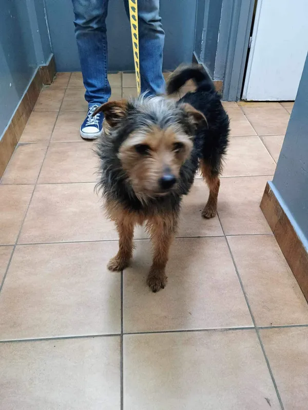 Znaleziono psa, Sosnowiec, 1 maja 2024 (1/2)