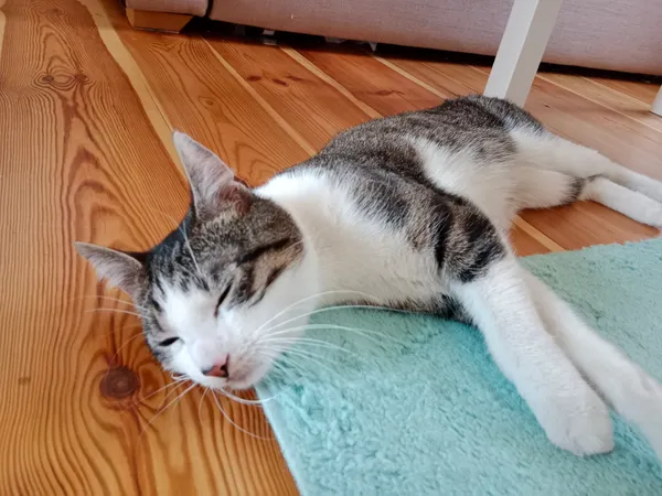 Znaleziono kota, Gorzów Wielkopolski, Nowe Miasto, 6 maja 2024 (3/3)