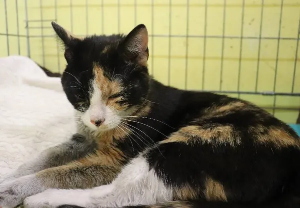 Znaleziono kota, Łódź, 5 maja 2024 (1/5)