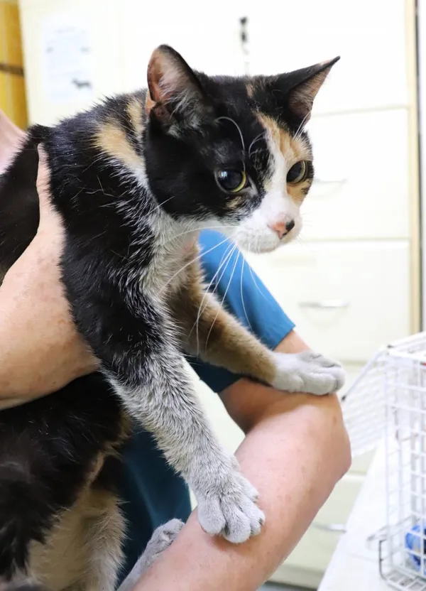 Znaleziono kota, Łódź, 5 maja 2024 (2/5)