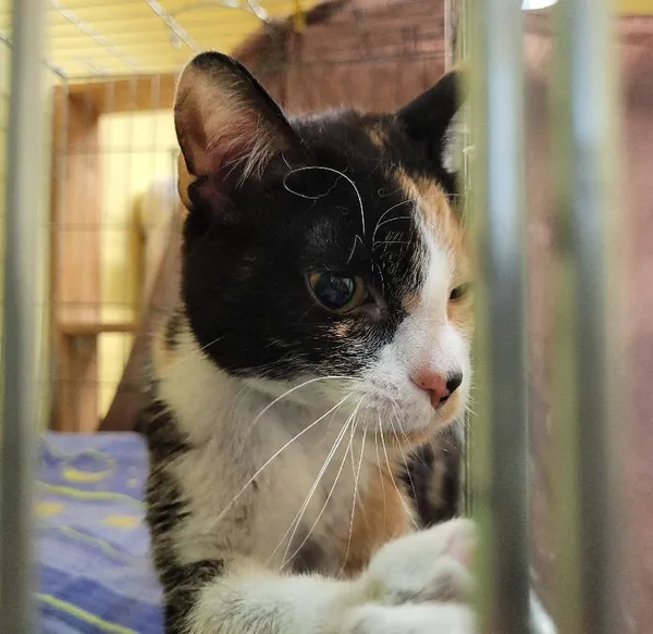 Znaleziono kota, Łódź, 5 maja 2024 (5/5)