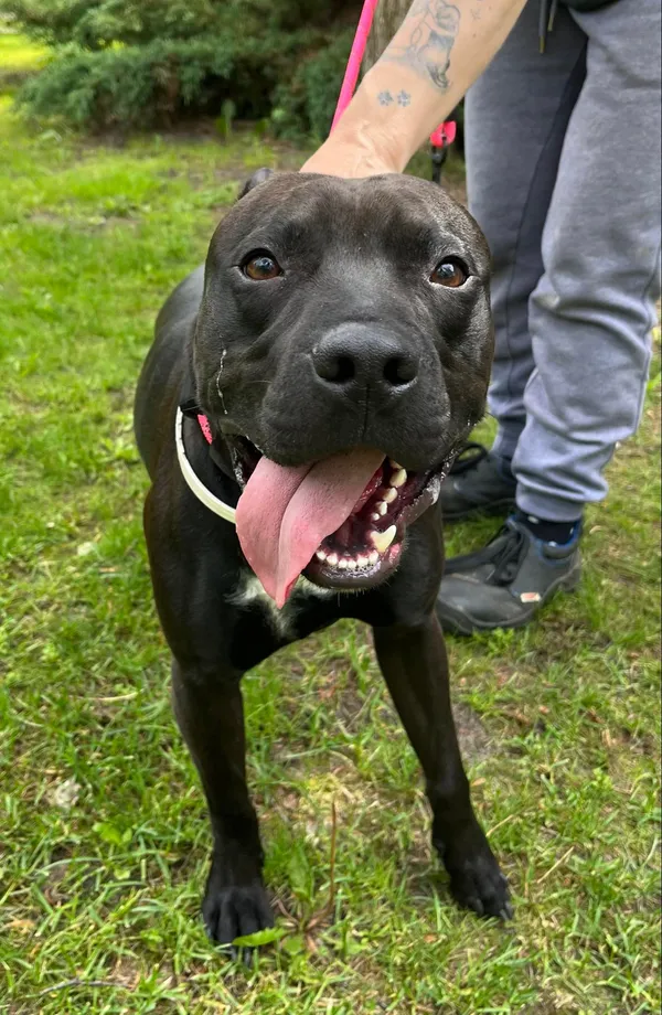 Pies do adopcji, Włocławek, 6 maja 2024 (1/3)