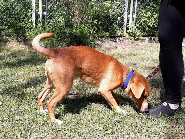 Pies do adopcji, Włocławek, 4 maja 2024