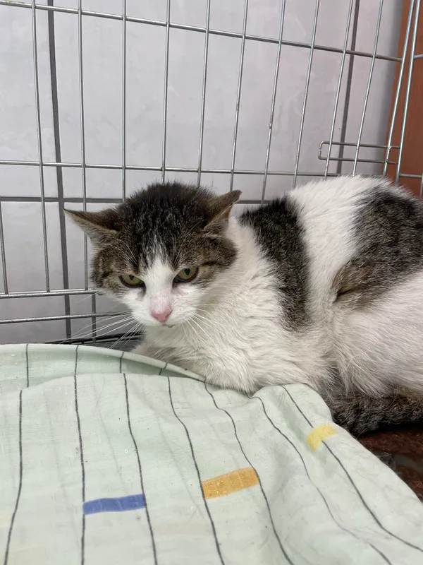 Kot do adopcji, Kielce, 6 maja 2024