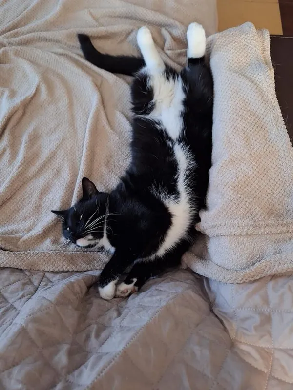 Zaginął kot, Łódź, 6 maja 2024