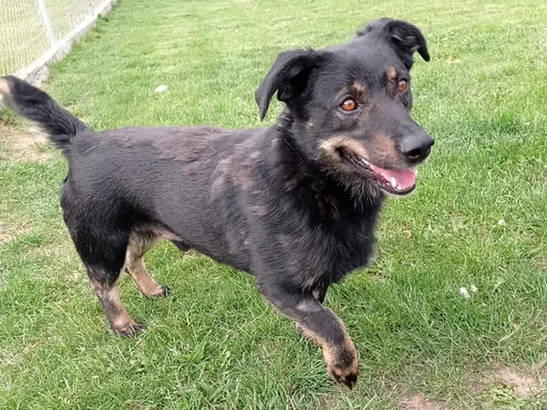 Pies do adopcji, Tatary, 26 stycznia 2021 (2/2)