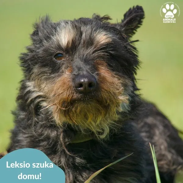 Pies do adopcji, Dąbrówka, 6 maja 2024 (4/5)