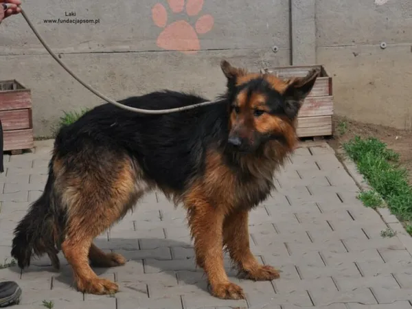 Pies do adopcji, Nowy Dwór Mazowiecki, 6 maja 2024 (2/5)