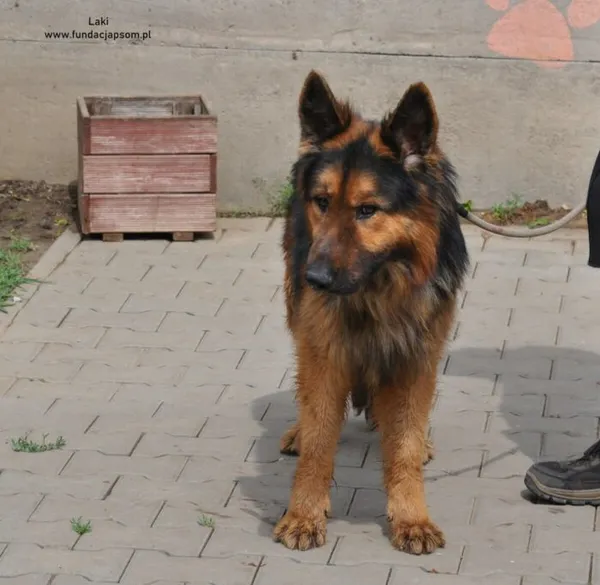 Pies do adopcji, Nowy Dwór Mazowiecki, 6 maja 2024 (5/5)