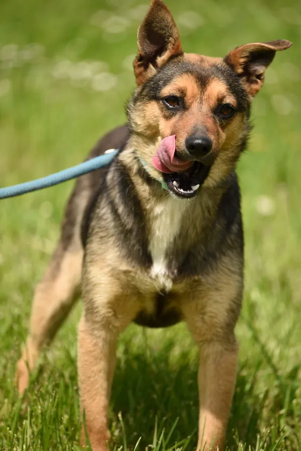 Pies do adopcji, Ropczyce, 7 maja 2024