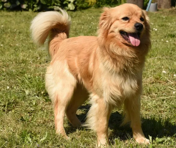 Pies do adopcji, Ropczyce, 7 maja 2024