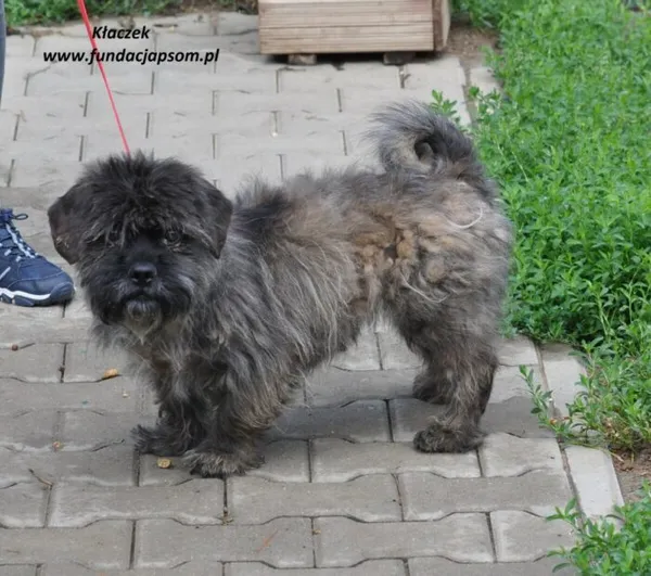 Pies do adopcji, Nowy Dwór Mazowiecki, 7 maja 2024 (3/4)