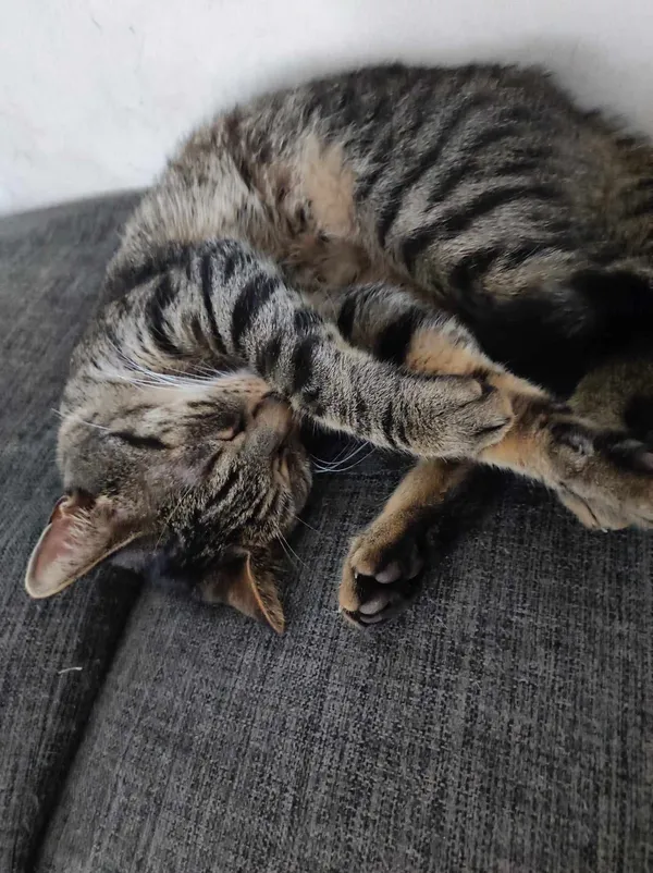 Zaginął kot, Łódź, Koziny, 7 maja 2024 (3/3)