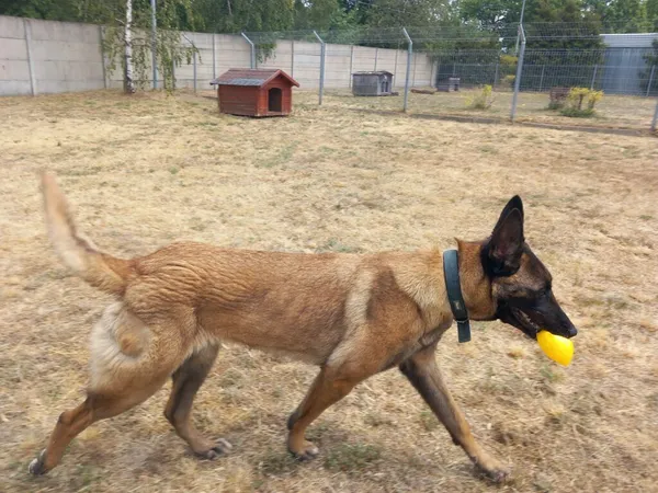 Pies do adopcji, Henrykowo, 1 marca 2023 (2/5)